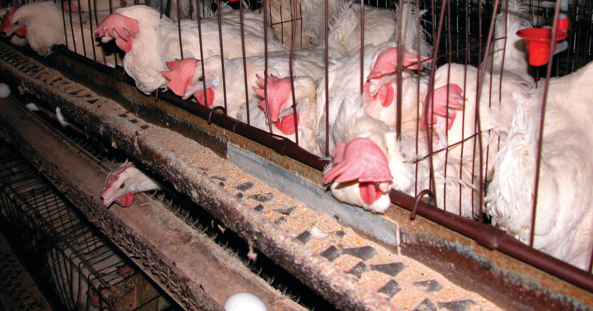 Kroger breaks its promise on animal welfare