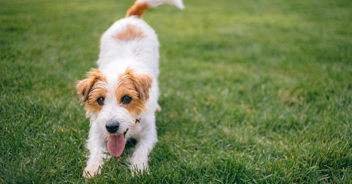Kayla McBride joins Humane World for Animals pet campaign