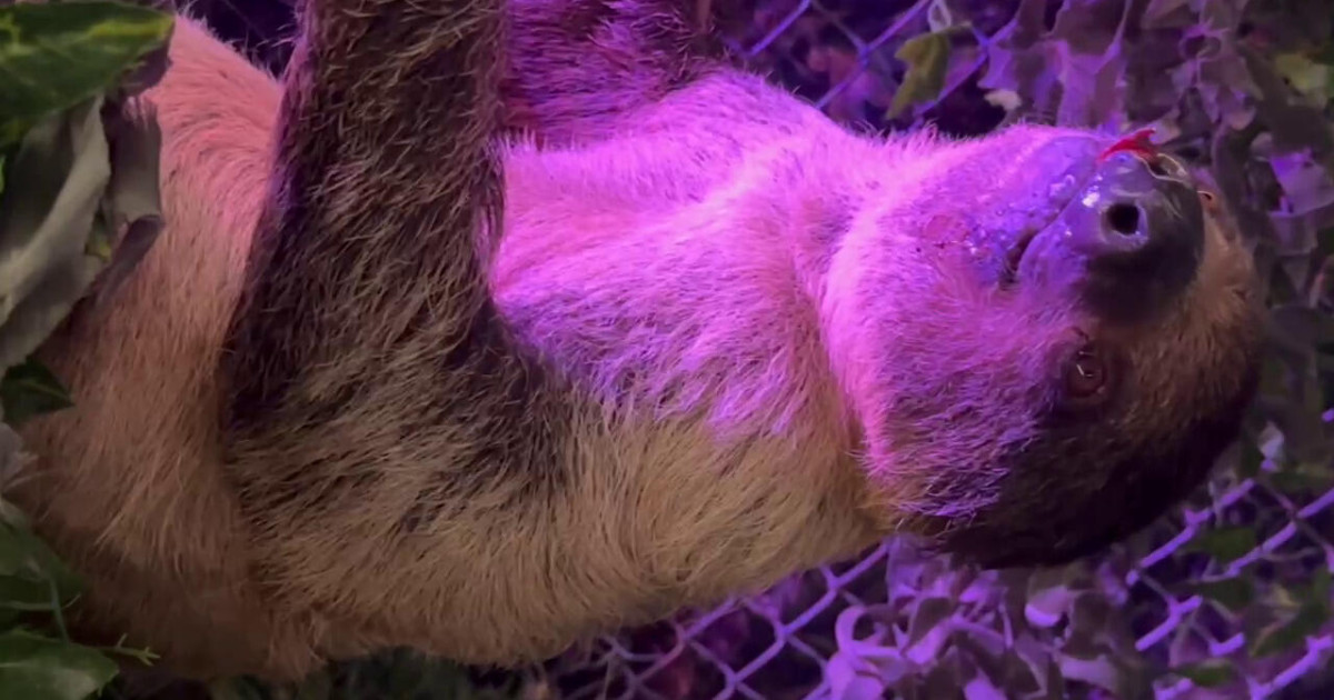 The truth behind the captive sloth’s ‘smile’