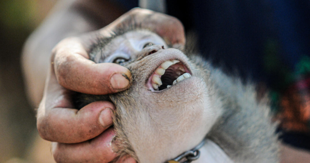 Monkey business: The trouble with 5,000 monkeys at an Oregon lab
