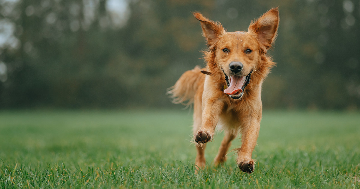 Pros and cons of wearable technology for pets
