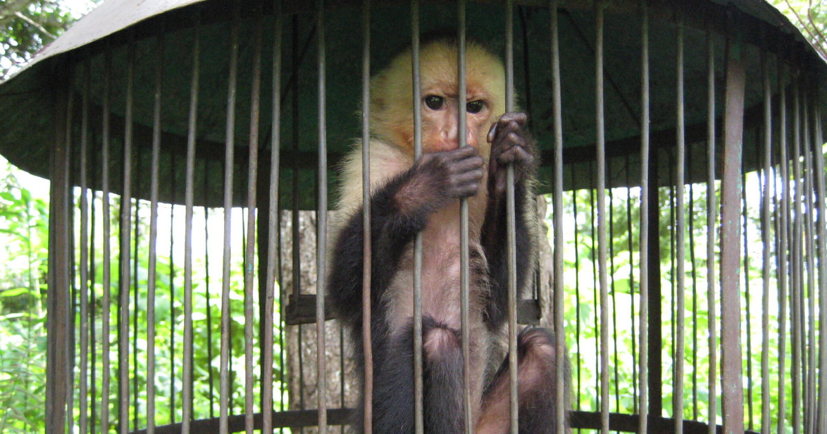 There’s no such thing as a ‘pet monkey.’ Here’s why.