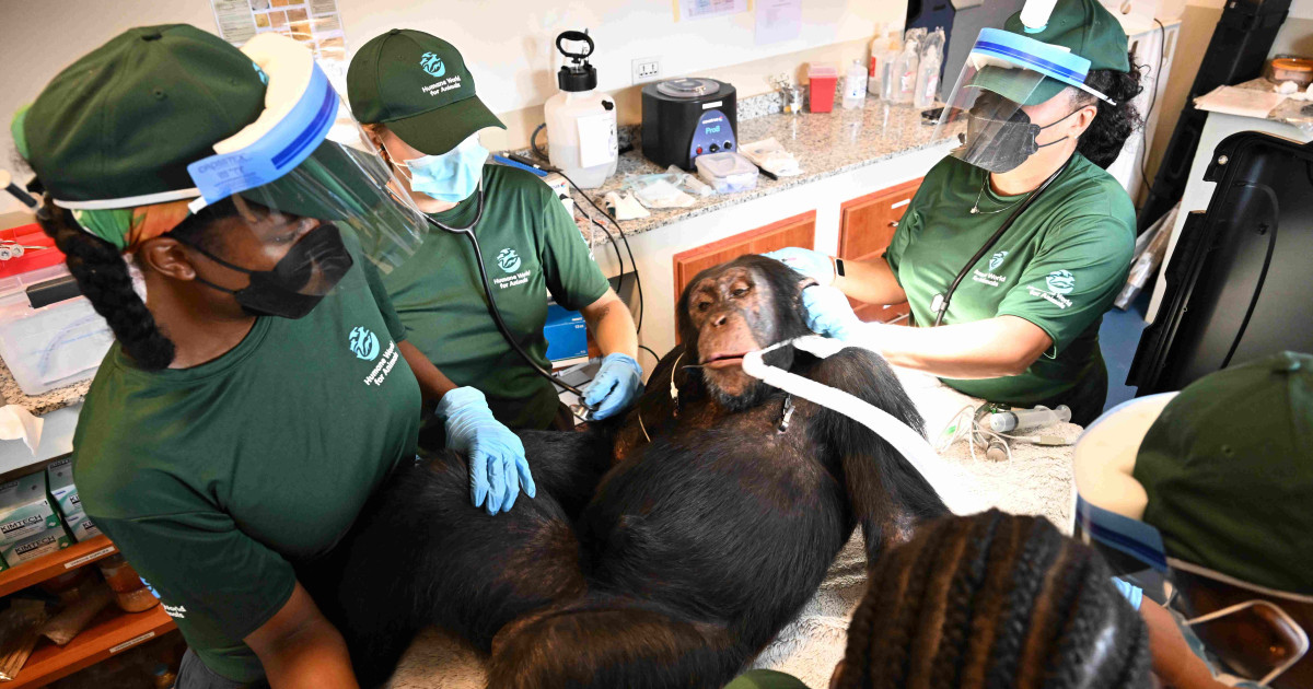 The real meaning of lifelong care: Chimps at our Liberia sanctuary receive full health check-ups