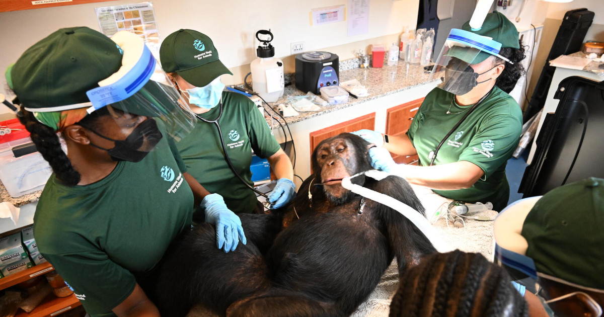 Former lab chimpanzees get ‘head to toe’ health checks at Liberia sanctuary
