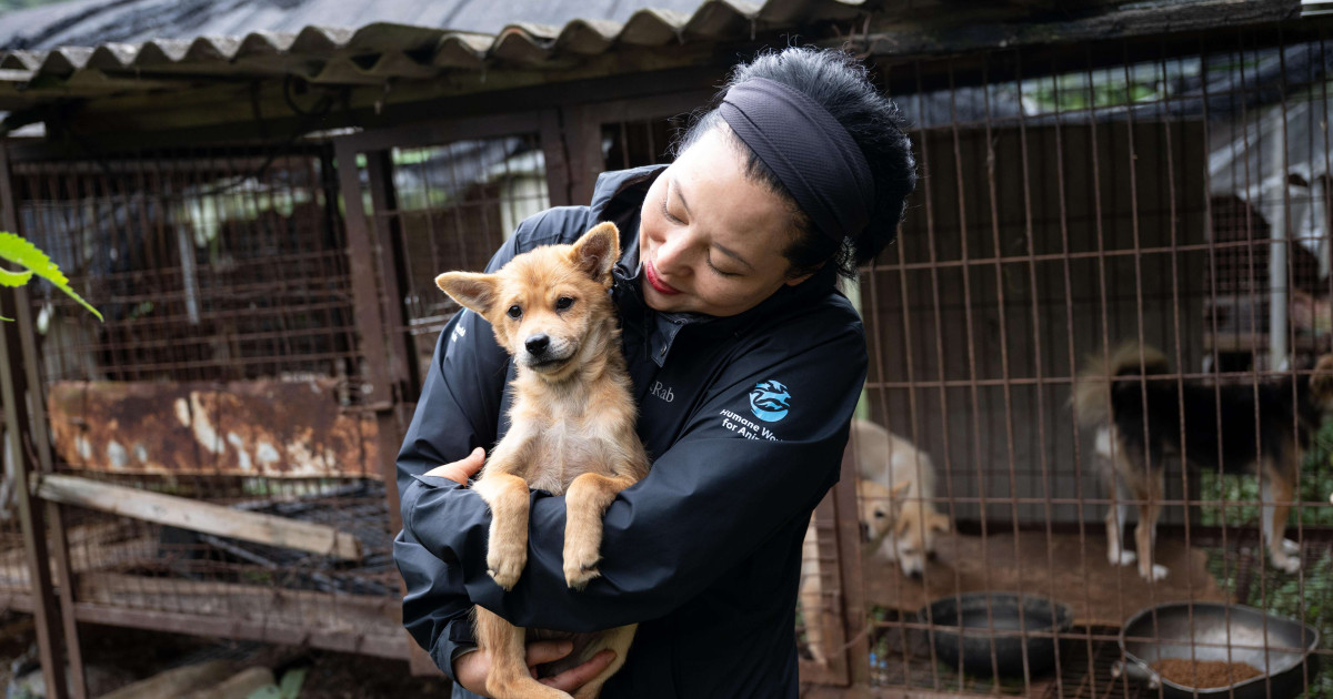 Final Large-Scale Dog Meat Farm Rescue Completed in South Korea