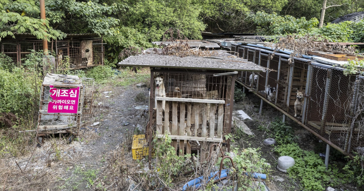 Humane World for Animals Ends Final South Korea Dog Meat Farm Rescue