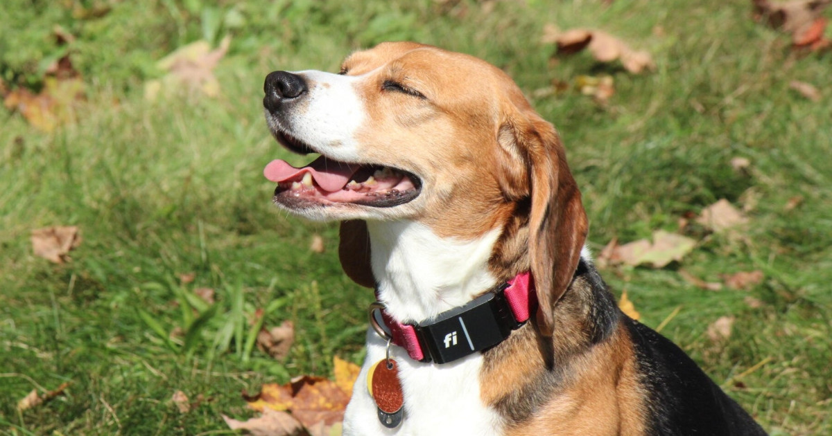 Gov. Shapiro signs Beagle Bill to protect animals in Pennsylvania ...