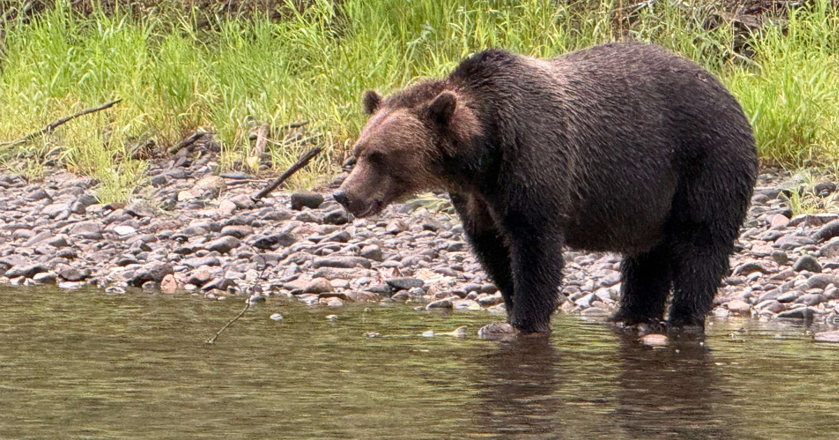 Lawsuit aims to restore protections for threatened wildlife | Humane ...