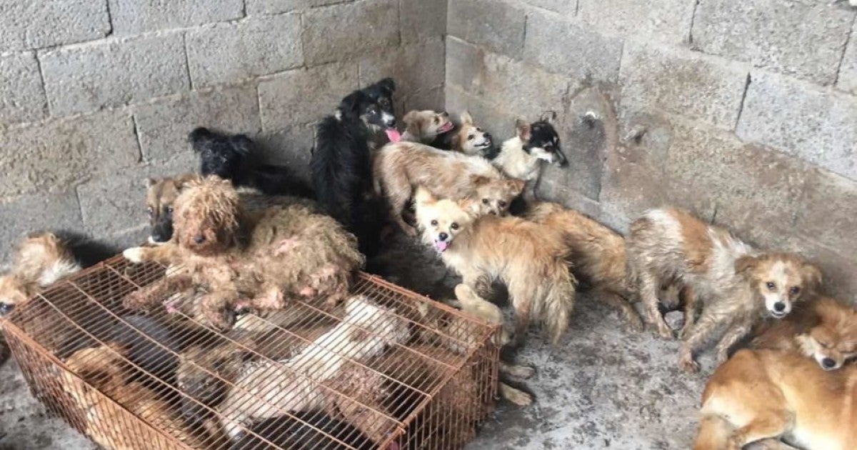 Just weeks ahead of Yulin dog meat festival, China's Agriculture Ministry officially confirms dogs are companions, not for eating | Humane World for Animals