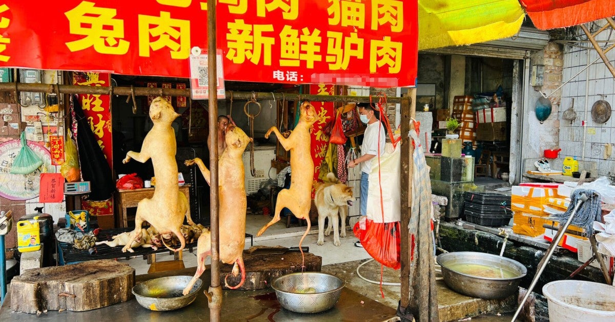 On eve of China’s Yulin dog meat ‘festival’, Chinese police and
