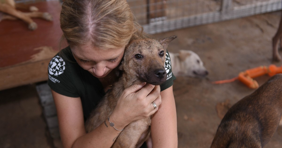 Dog slaughterhouse owner in Indonesia sentenced to 12 months in jail ...