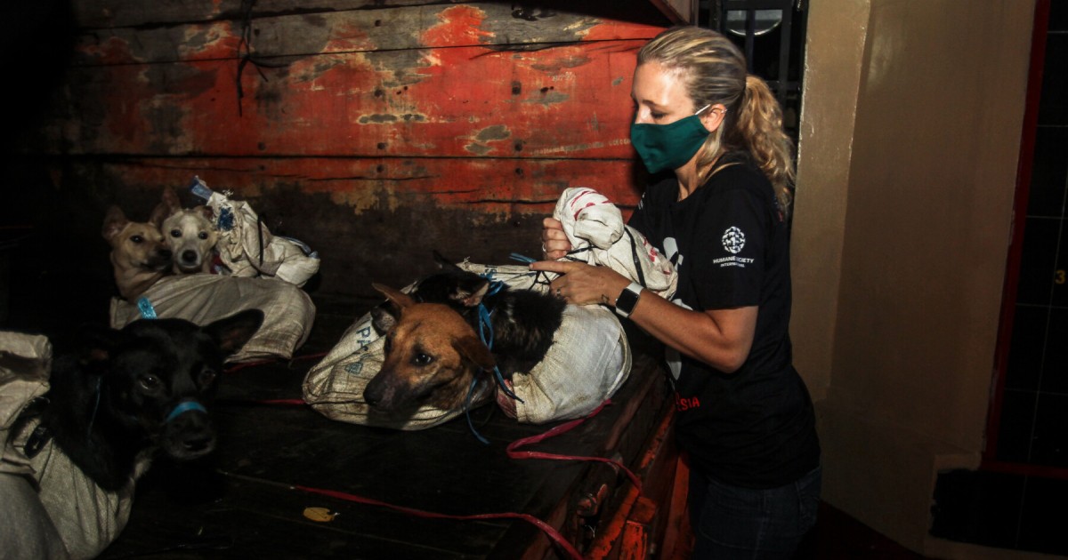Dozens of dogs saved from a slaughterhouse fly to North America to seek ...