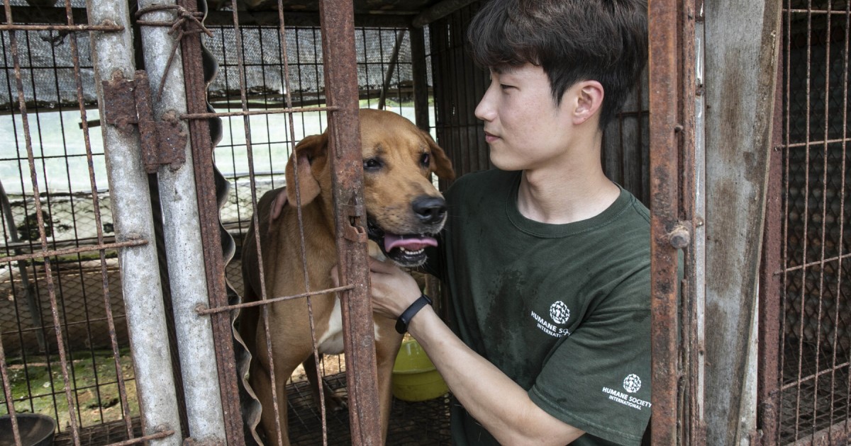 Notizia storica: la Corea del Sud annuncia piano per vietare entro il 2027 l'industria della carne di cane; un “sogno che si avvera” per l'organizzazione animalista Humane Society International/Korea | Humane World for Animals