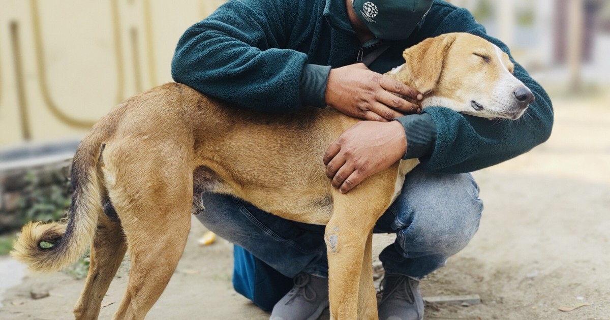 HSI/India celebrates 5-year milestone of spay/neuter in Uttarakhand