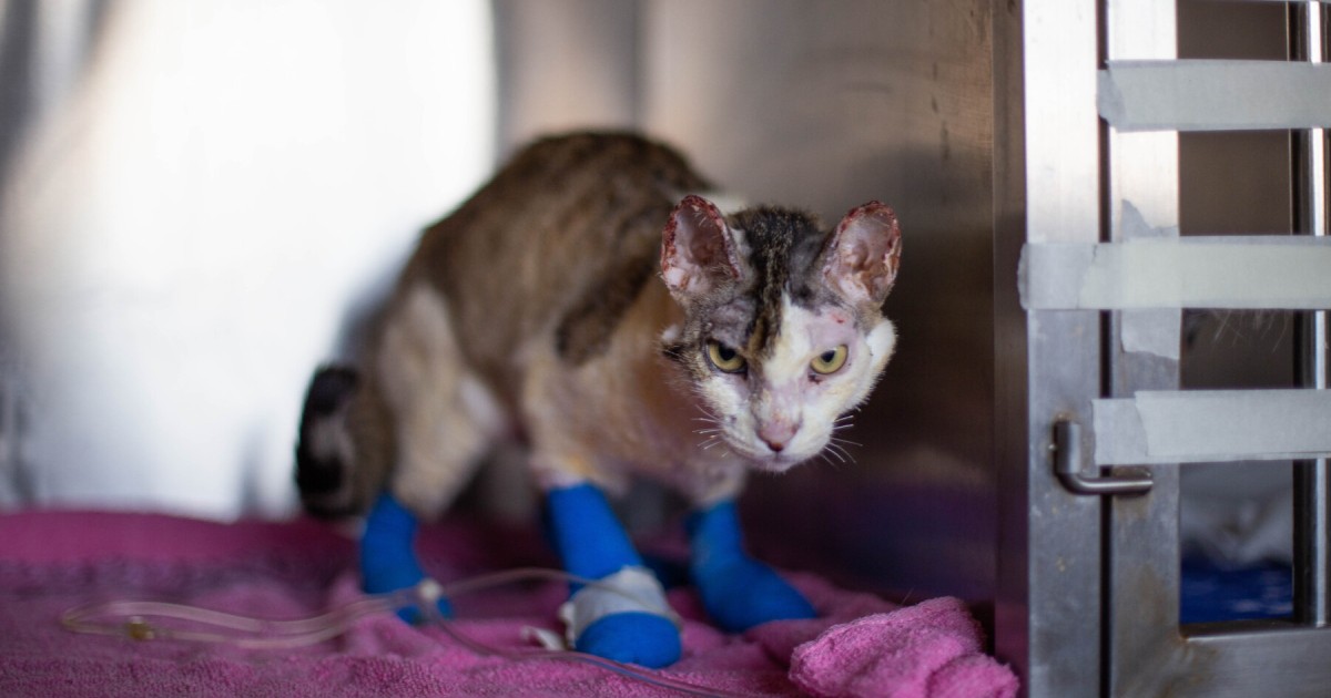 Webinar following Chilean fires expands capacity to care for animals in ...