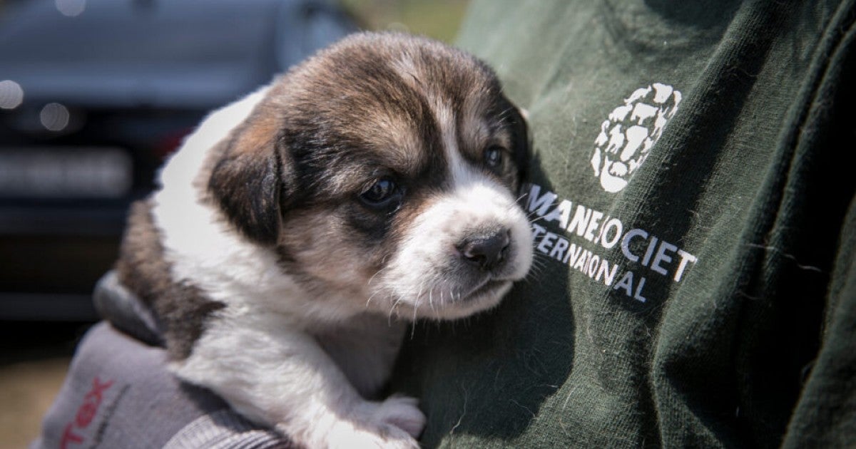 More than 100 dogs rescued from South Korea’s dog meat trade arrive in
