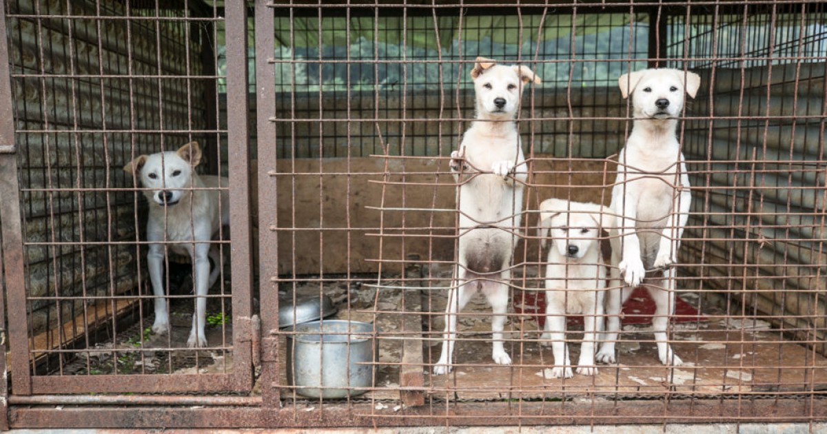 South Korea’s capital city declared free of dog slaughtering after dog ...