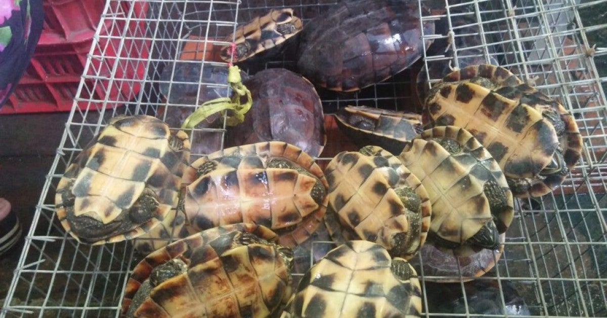 BREAKING Vietnam bans wildlife imports, closes illegal wildlife(01)