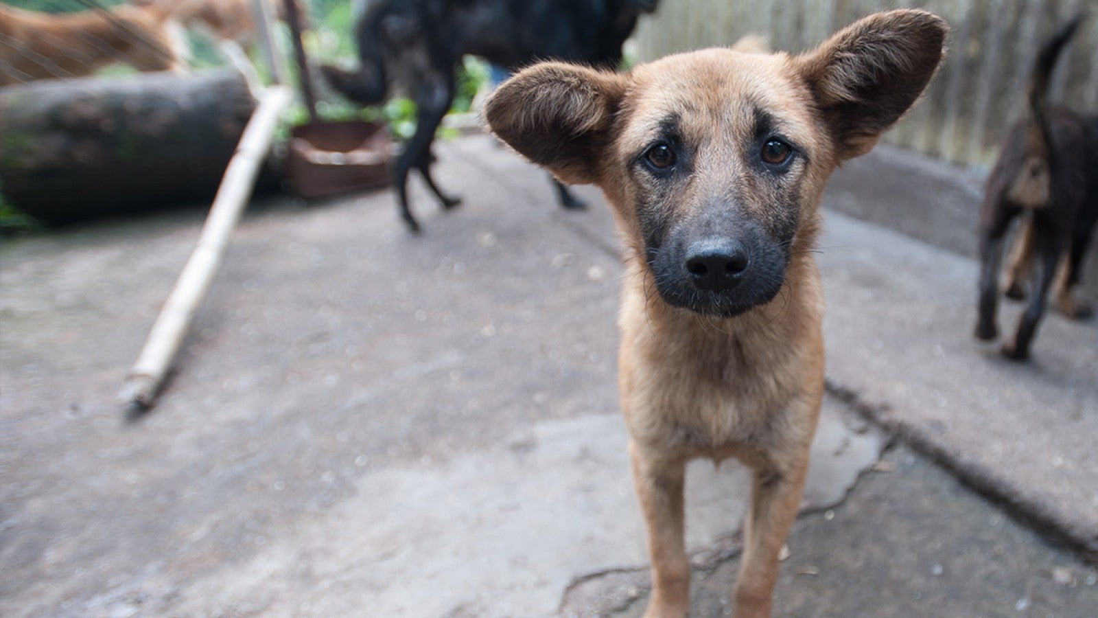 Dog and cat welfare | Humane World for Animals