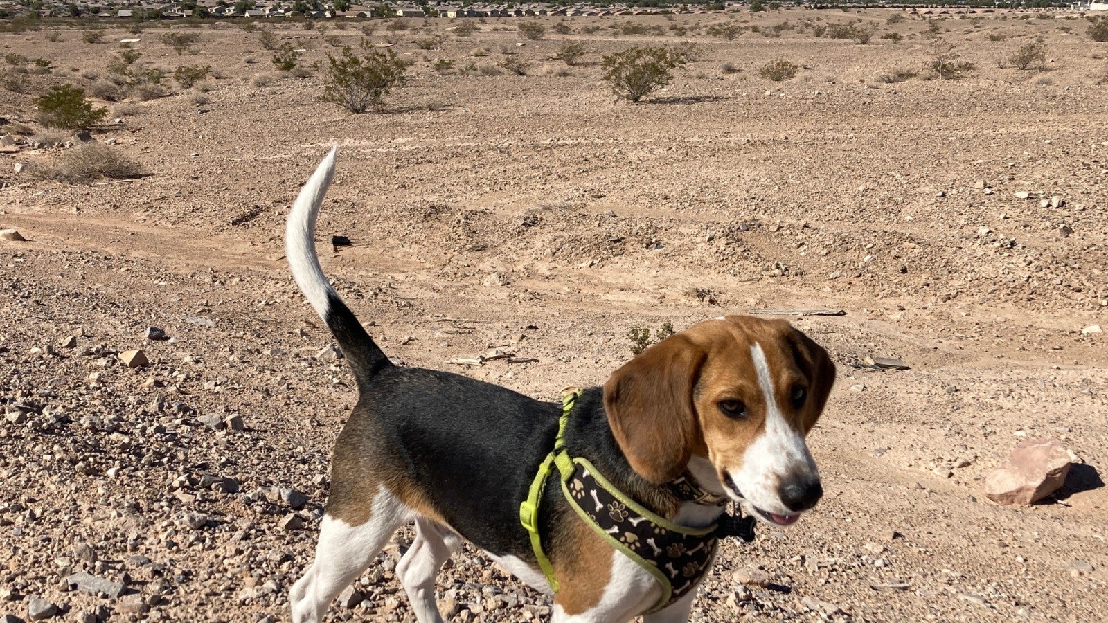 Meet Enzo, one of nearly 4,000 beagles who was spared from laboratory life  1 year ago | Humane World for Animals, image size:1600x900