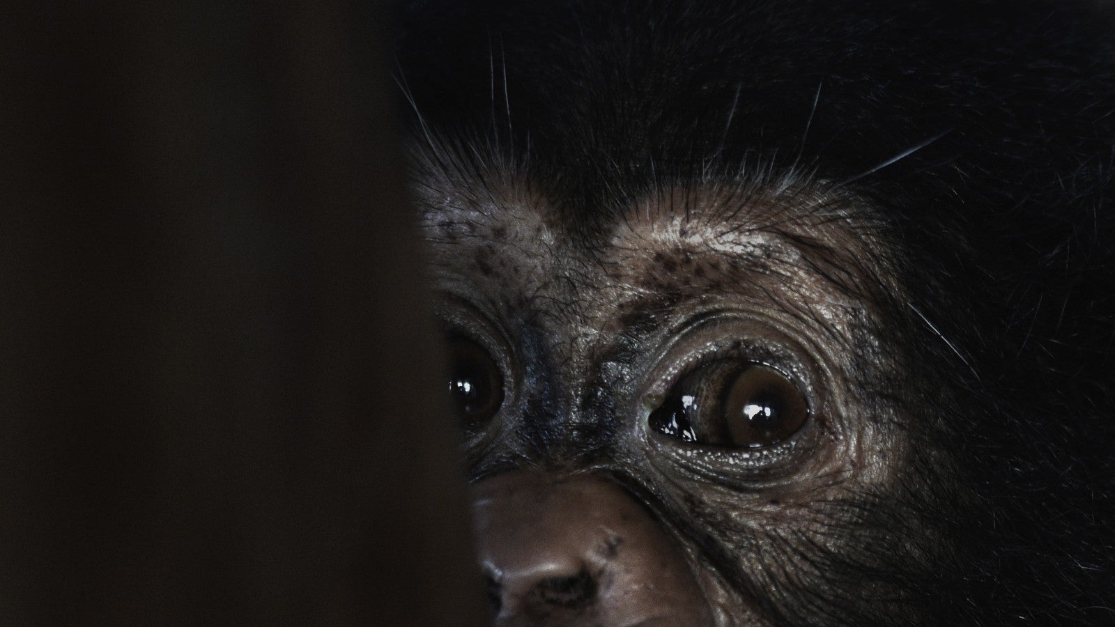 Death of chimp reveals tragic truth about primates kept as pets in America  | Humane World for Animals, image size:1600x900