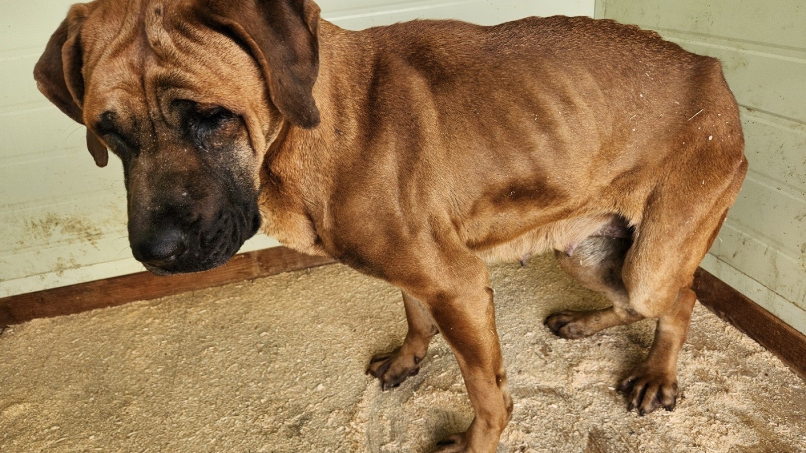 Nuova vita in America per sette cani sopravvissuti a un incendio che ne ha  uccisi 700 in un allevamento per la produzione di carne di cane in Corea  del Sud | Humane, image size:1600x900