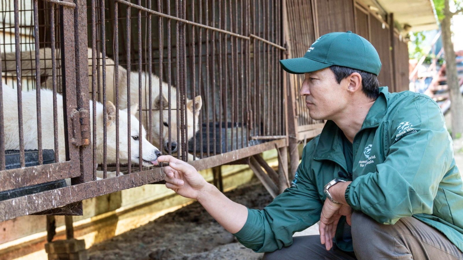 Wheel of Time' actor Daniel Henney joins Humane World for Animals to rescue  67 dogs from a dog meat farm in South Korea | Humane World for Animals