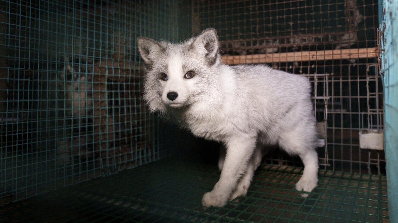 In win for animals, Switzerland becomes first country to pass ban