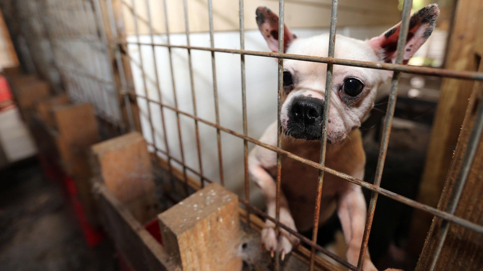 What is a Cat Breeding Mill: Shocking Truths Revealed