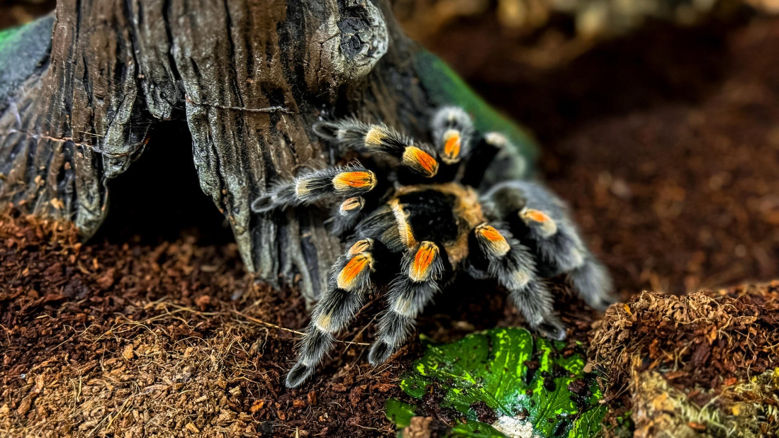 Exploitative pet trade in Chilean rose tarantulas to become harder