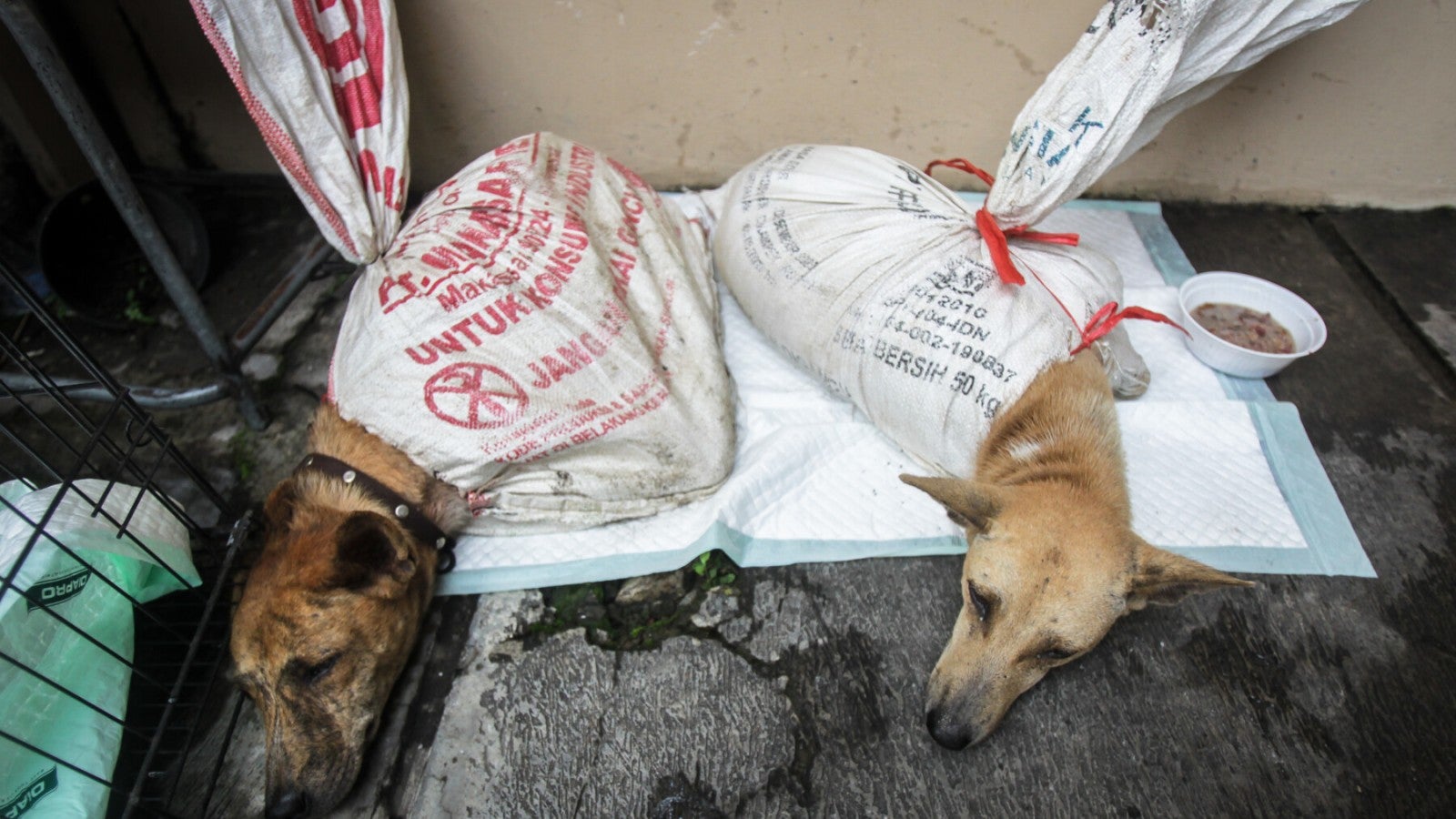Indonesia, la polizia intercetta un noto commerciante di carne di cane, salvando 53 cani terrorizzati in attesa di essere macellati | Humane World for Animals