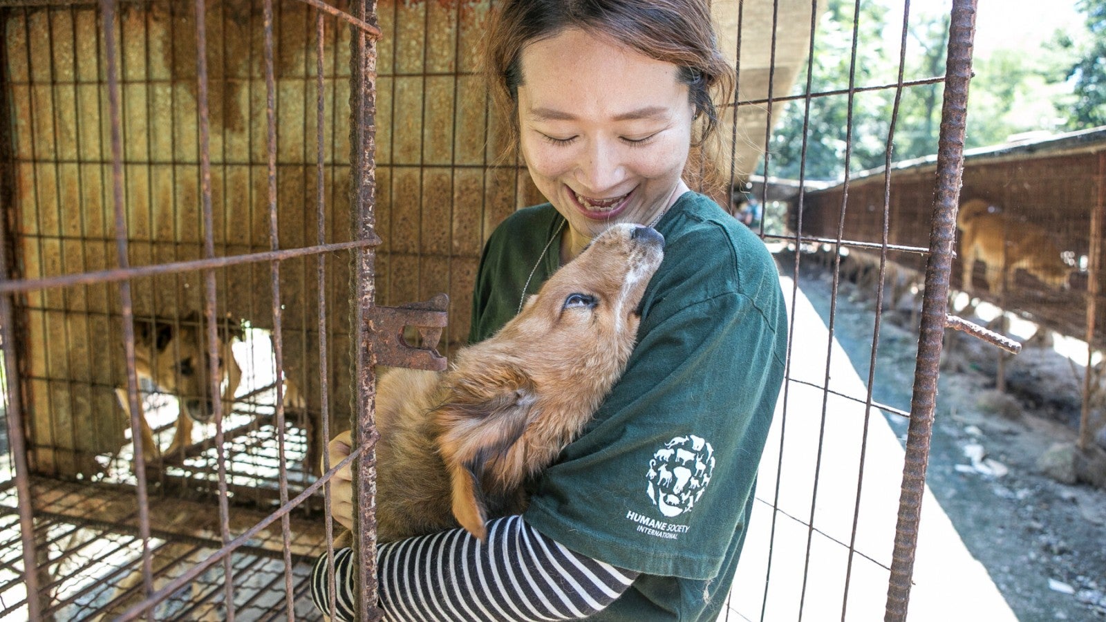 86% of South Koreans have no plans to eat dog meat and the majority support  a ban, new Nielsen/HSI poll finds | Humane World for Animals, image size:1600x900