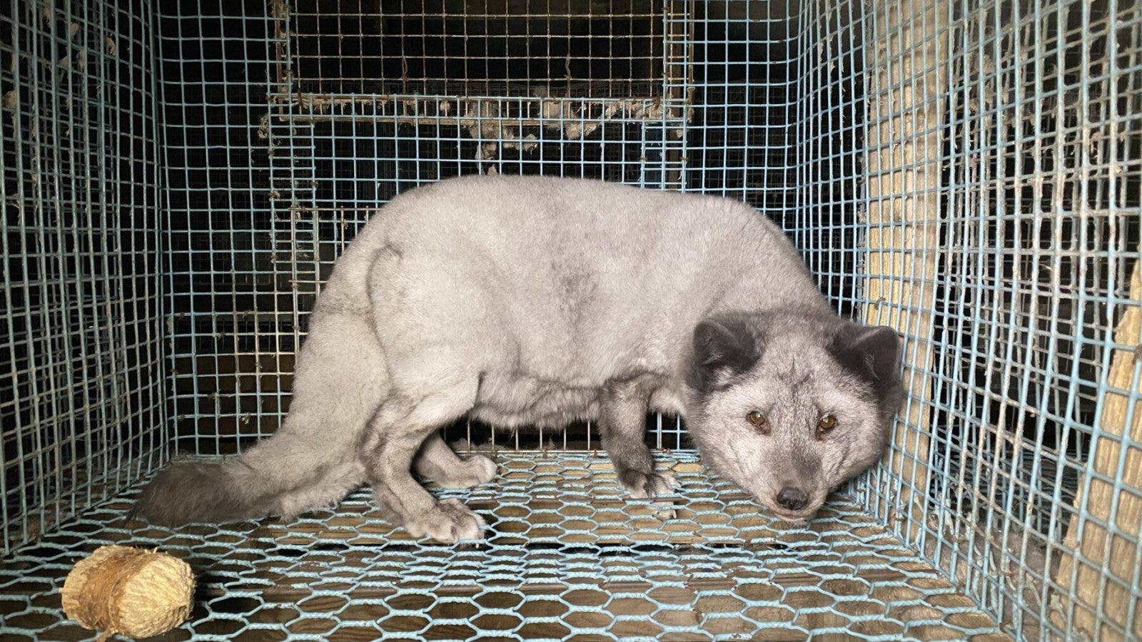 Shocking investigation reveals foxes with diseased eyes, deformed