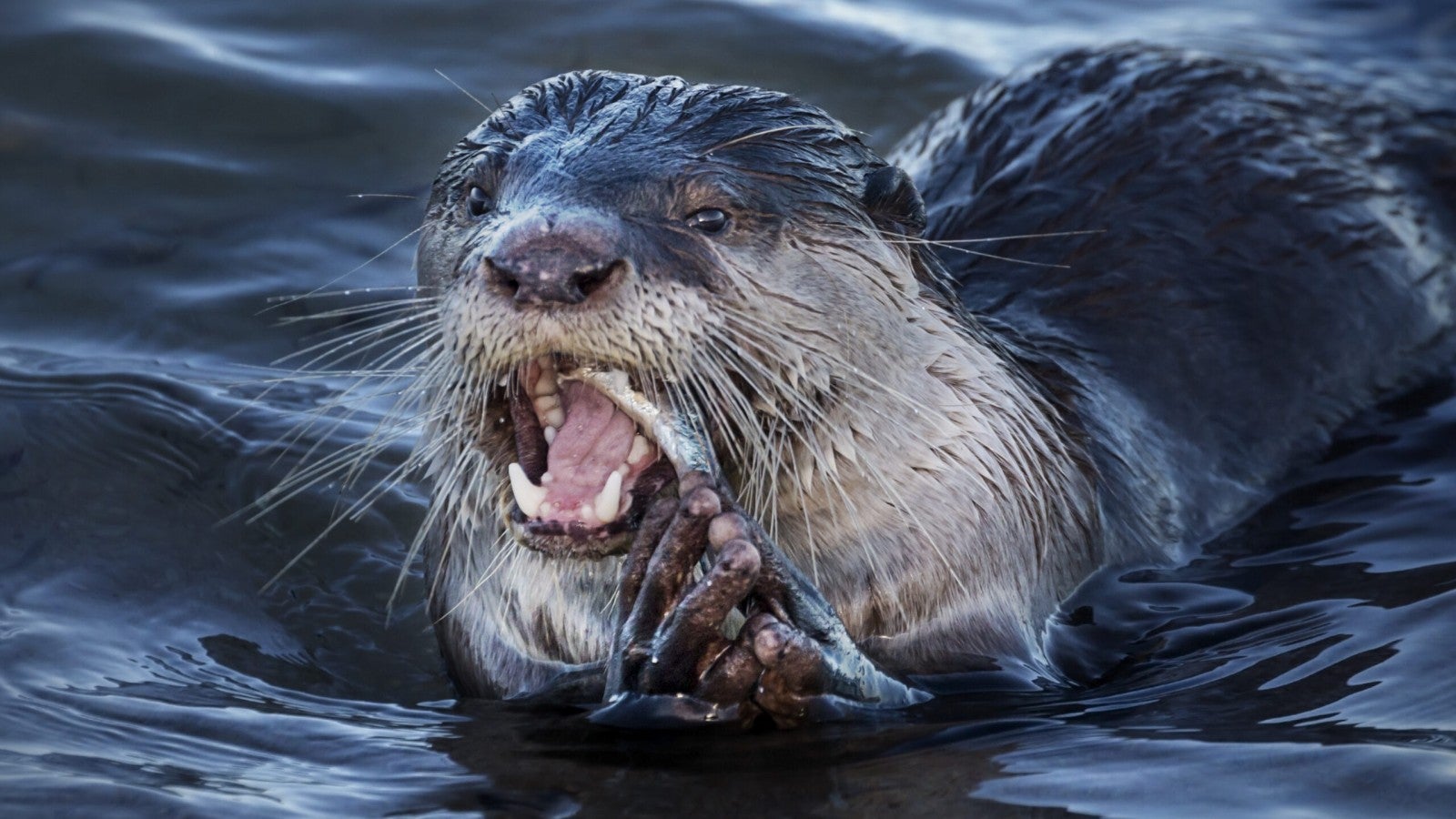 Wildlife experts remind public to avoid interaction with African clawless otters around the Western Cape | Humane World for Animals