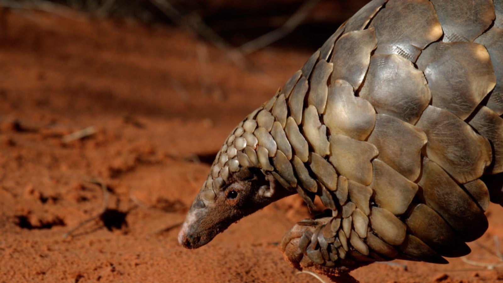 Lawsuit aims to force Trump administration to halt U.S. pangolin trade |  Humane World for Animals