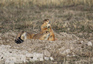 Three prairie dogs gather outside of a burrow in their natural habitat