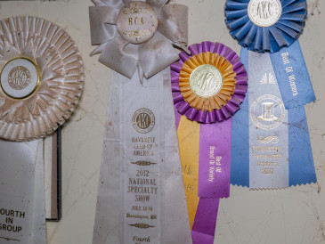Ribbons on display from alleged neglect situation at breeder’s residence