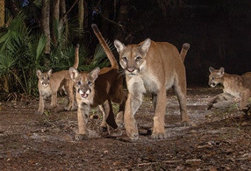 A female Florida panther and her cubs walking through the everglades.