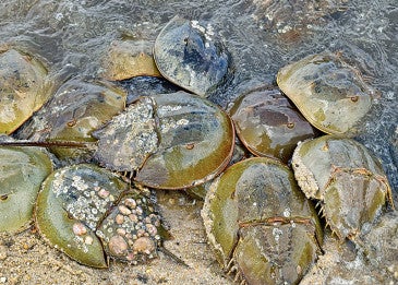 Photo of horseshoe crabs on beach