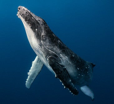 Photo of a young humpback whale underwater in Queensland, Australia.