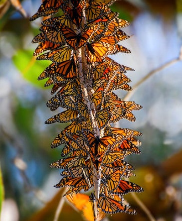 Photo of a group of monarch butterflies clustered onto a branch.