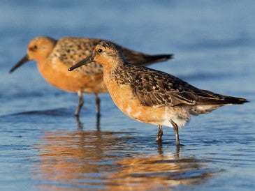Photo of Red Knots wading in water.