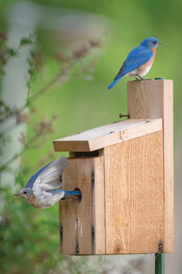 Birds in a birdhouse