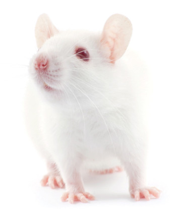 A small white rat isolated on a white background.