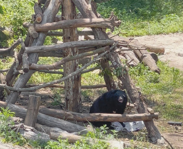 A moon bear rests beneath a rustic wooden climbing structure made of logs in a grassy outdoor habitat. The enclosure contains natural vegetation, scattered logs, and shaded areas beneath the structure.