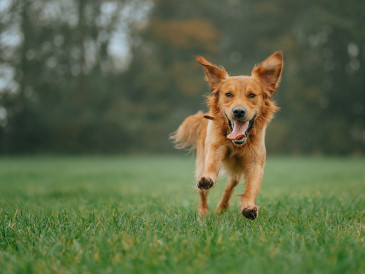 Happy dog running outdoors