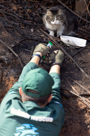 A rescuer coaxes a cat out of debris.