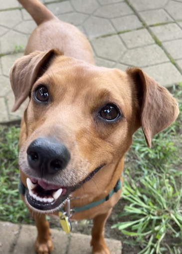 An amber-colored midsized dog smiles up at the camera. Rescued from an outdoor kennel in Tennessee, she now lives with her adopted family in Massachusetts. 