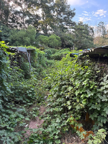 Vines and other plants grow over parts of a dog meat farm in Gangjin County. The farm once kept and slaughtered an estimated thousand dogs a year, but now in August 2026, most of the cages are empty and Humane World for Animals prepares to rescue the remaining dozens of dogs.