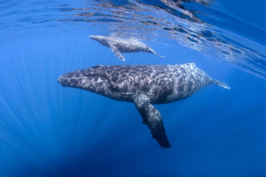 A mother humpback whale swims near the surface with her baby